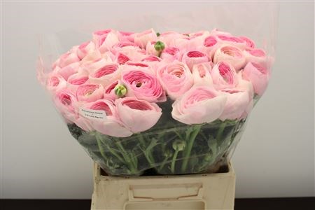 Ранункулус-Ranunculus-Cloni Hanoi Extra-45cm-DA 70c4a2dd-a77b-11ed-0a80-00e800037656