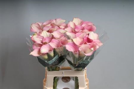 Калла-Zantedechia-Capt Rosette-65cm 70cc9ca2-bfa4-11ec-0a80-0b4c0006f3d9
