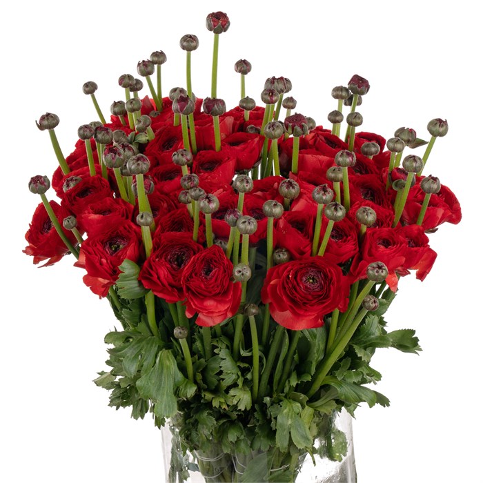 Ранункулус-Ranunculus-Cloni Tango Extra-45cm-DA 70d116cb-a77b-11ed-0a80-00e80003765c