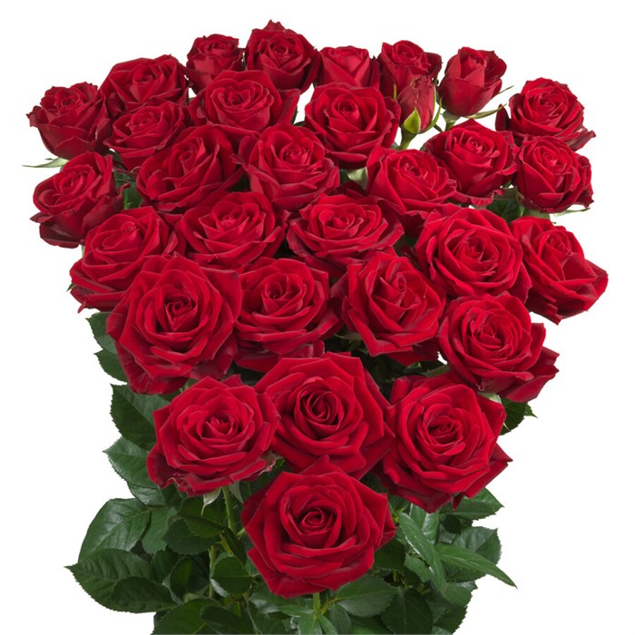 Роза куст-Rosa sp-In Love-50cm-Si 70d22f45-9c96-11f0-0a80-1450000c0479