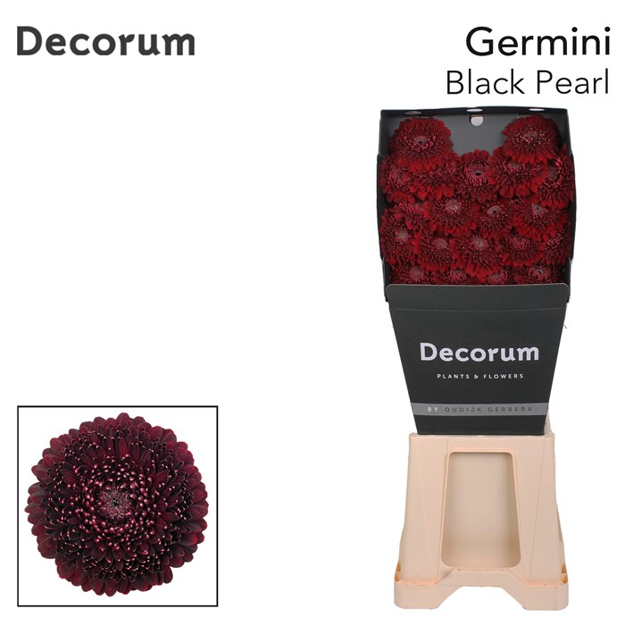 Гербера-Gerbera-Germini Pomponi Black Pearl Diamond-47cm 70da3f8f-a1cf-11ef-0a80-1074002aa273
