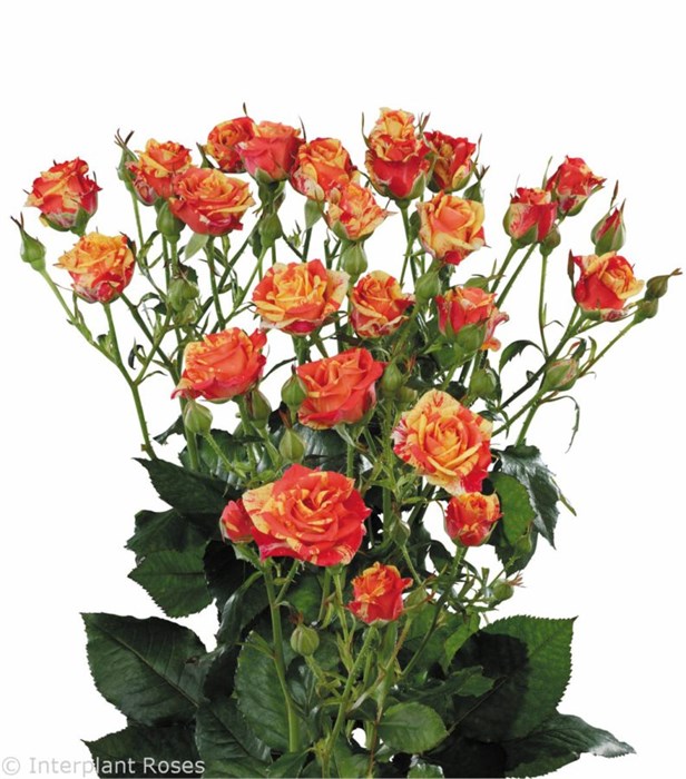 Роза куст-Rosa sp-Fire Flash-50cm-Si 70ef576d-9c96-11f0-0a80-1450000c0482