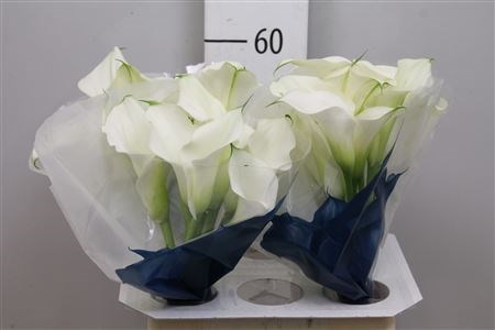 Калла-Zantedechia-Capt Ventura-60cm-1gr 7122cee2-bfa4-11ec-0a80-0b4c0006f4a7