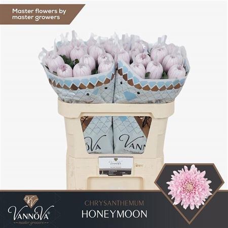 Хризантема одн-Chrysant Gr-Honeymoon-70cm-100gr 712cd2db-a1cf-11ef-0a80-1074002aa289