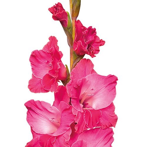 Гладиолус Gr-Gladiolus Gr Fairyta Pink-120cm-180gr 0c62e205-0376-11ed-0a80-0636003af61f