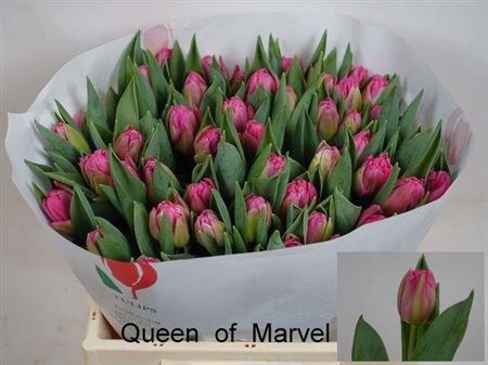 Тюльпан-Tulip-Du Queen Of Marve-35cm-34gr 7147fcd9-d0db-11ee-0a80-1611000ccbde
