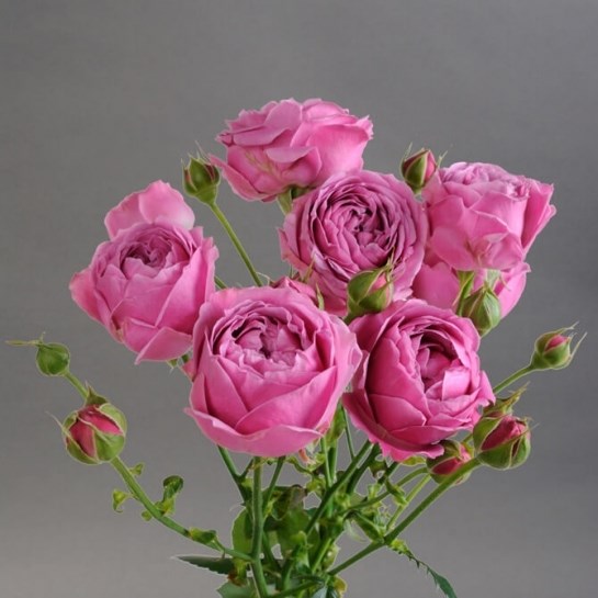 Роза куст-Rosa sp-Misty Bubbles-60cm-Si 71579bad-c973-11ed-0a80-10eb000ff5b4