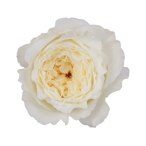Садовая Роза-Garden Rosa-Patience-53cm-Ti 715e83d5-9c96-11f0-0a80-1450000c048e