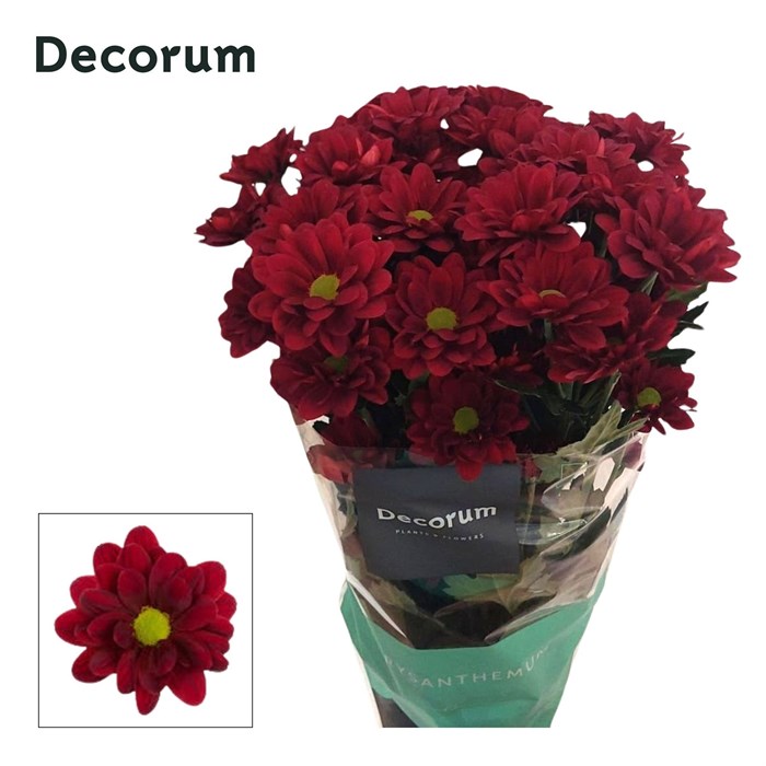 Хризантема куст-Chrysant Tr-Mexicano Decorum-70cm-75gr 71846629-a1cf-11ef-0a80-1074002aa29d