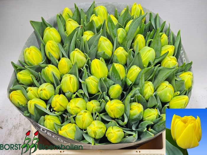 Тюльпан-Tulip-Du Double Trouble-40cm-35gr 71876ef2-d0db-11ee-0a80-1611000ccbf3