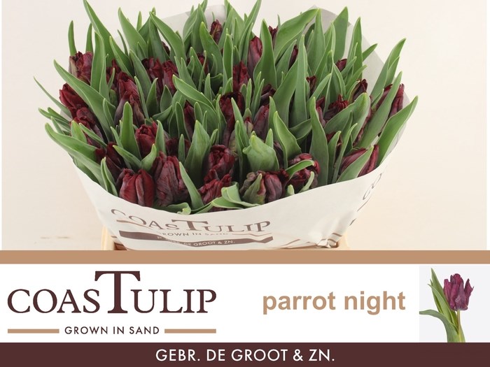 Тюльпан-Tulip-Pa Parrot Night-40cm-40gr 719875d6-d0db-11ee-0a80-1611000ccbf6