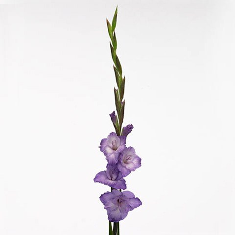 Гладиолус Gr-Gladiolus Gr-Milka--115cm-180gr 0c67b5c3-0376-11ed-0a80-0636003af622
