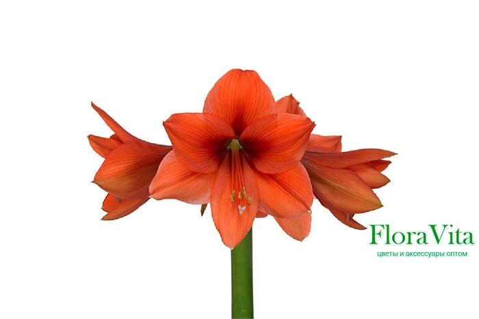 Амариллис St-Hippeastrum St-Ga Desire-80cm 71ae64b0-d0db-11ee-0a80-1611000ccbff