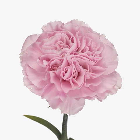 Гвоздика ст-Dianthus st-Clearwater Hi-70cm. 0c6d79cc-bfa4-11ec-0a80-0b4c000693ef
