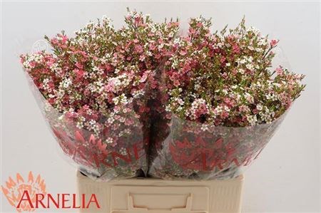 Ваксфлауэр-Chamelacium-Un My Sweet 16-70cm-50gr 71e321ef-9558-11f0-0a80-0394001e2be7