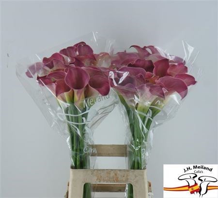 Калла-Zantedechia-Capt Romance-70cm 71e7a3eb-bfa4-11ec-0a80-0b4c0006f67e