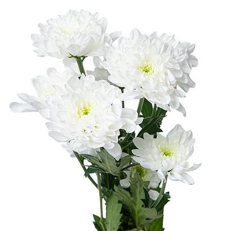 Хризантема куст-Chrysant Tr-Altaj 721d51b0-2f01-11ef-0a80-0885001326a5