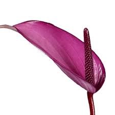 Антуриум-Anthurium-Previa 722eda33-5ca8-11f0-0a80-01e5000a5a8a