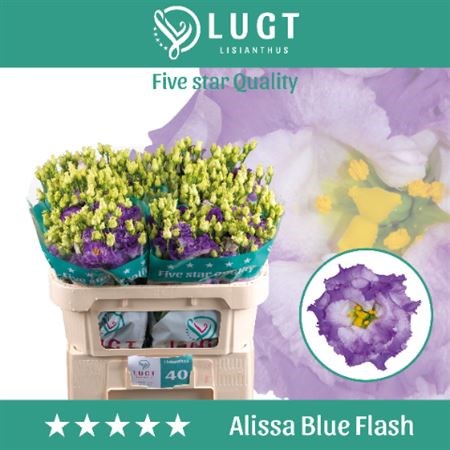 Лизиантус G-Lisianthus G-Alissa Blue Fl-72cm 00b22bbf-ce3b-11ed-0a80-10030009eb23