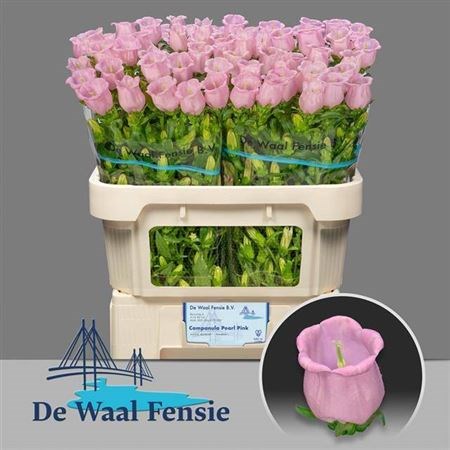 Кампанула-Campanula-M Pearl Pink--70cm 7241251a-6581-11f0-0a80-0fa1002186a3