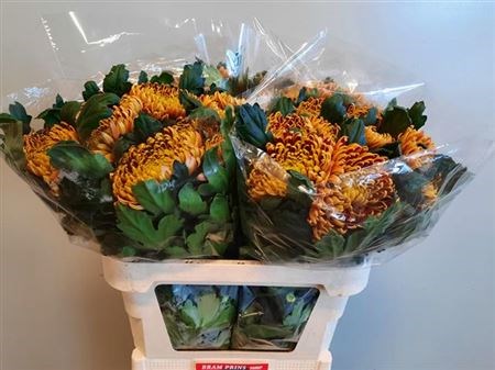 Хризантема одн-Chrysant Gr-Fuego-75cm-90gr 724dbd54-9558-11f0-0a80-0394001e2bf6