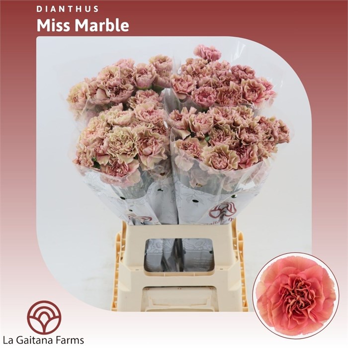 Гвоздика ст-Dianthus st-Miss Marble-65cm 725937f9-9558-11f0-0a80-0394001e2bf9