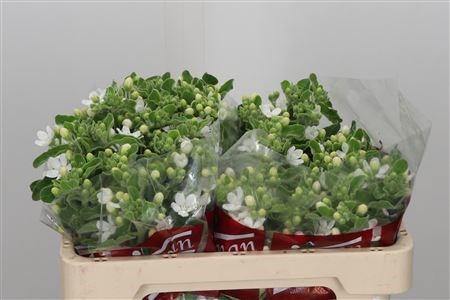 Оксипеталум-Oxypetalum-Co Perf Whi Harm--60cm/ 728a8cef-db51-11ec-0a80-048f000cf24b