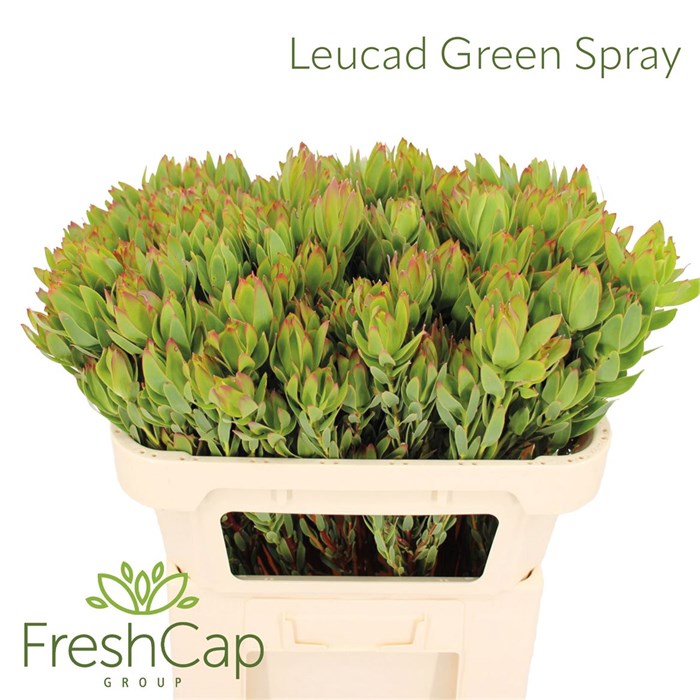 Леукадендрон-Leucadendron-Discolor Green Spray-70cm 729c73e6-9558-11f0-0a80-0394001e2c02