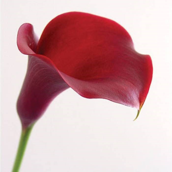 Калла-Zantedechia-Majestic Red-60cm 72c759a9-bfa4-11ec-0a80-0b4c0006f775
