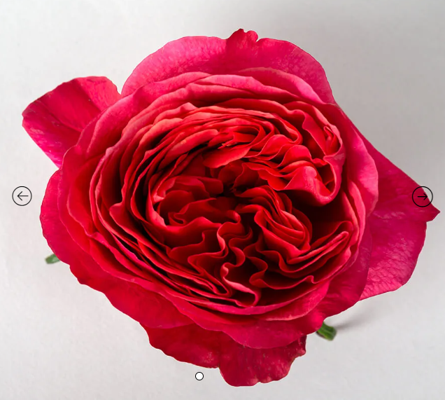 Роза-Rosa-Dark XPression-60cm-PE 7308479c-bfa9-11ec-0a80-0b4c000bcb41