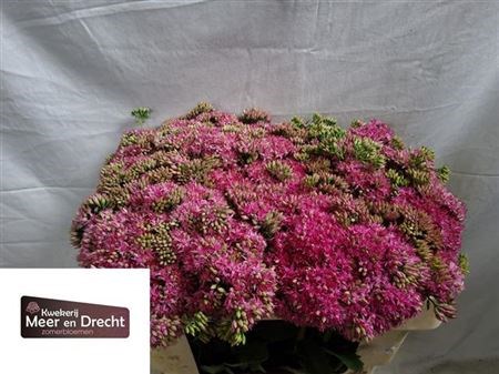 Седум-Sedum-Sp Carl-50cm 735d92f8-bfa5-11ec-0a80-0b4c0007ed52