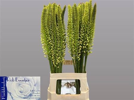 Эремурус-Eremurus-Yellow Rebe-70cm 7385fb5c-81f0-11f0-0a80-15b200019577