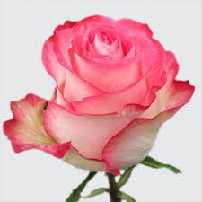 Роза-Rosa-High & Candy-60cm-JR 739adaf6-d340-11ef-0a80-0886000f52f0