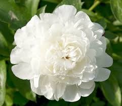 Пион-Paeonia-Elsa Sass-55cm 73b4f424-f138-11ec-0a80-06260008079b