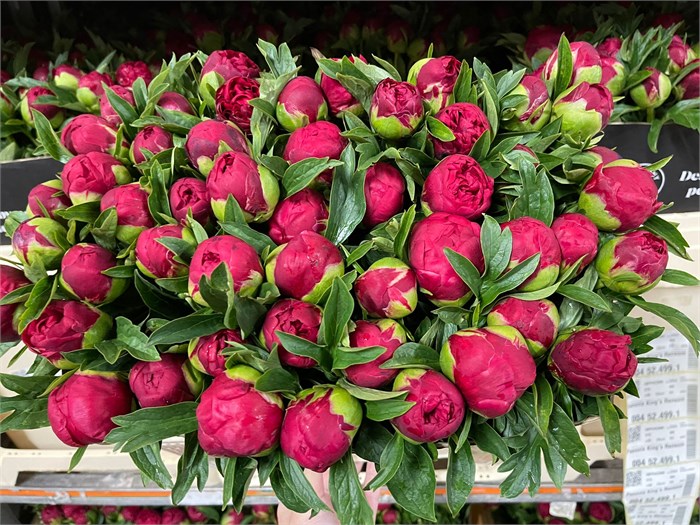 Пион-Paeonia-King's Ransom-55cm 73bb49a8-f138-11ec-0a80-06260008079e