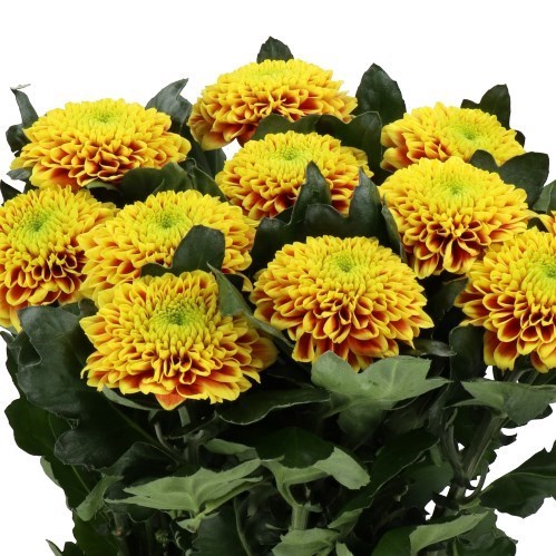 Хризантема одн-Chrysant Gr-Tropicana-70cm-75gr 73f1426c-81f0-11f0-0a80-15b200019583