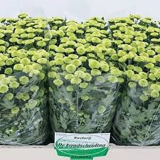 Хризантема сант-Chrysant sant-Calimero Minty-55cm-105gr 73f3a264-81f0-11f0-0a80-15b200019586