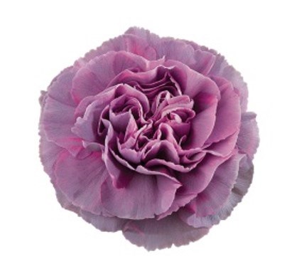Гвоздика ст-Dianthus st-Hypnosis-55cm 7401cca7-bfa3-11ec-0a80-0b4c0005f5d1