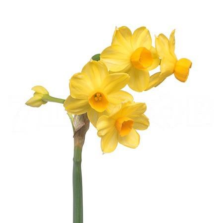 Нарцис-Narcissus-Ta Soleil D Or-50cm-25gr 7411c2fc-b1fd-11ee-0a80-0b92004bb66c