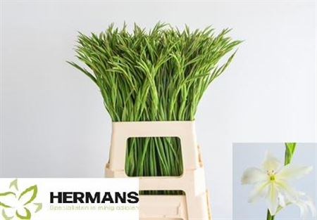 Гладиолус Gr-Gladiolus Gr-Albus-65cm-20gr 0c9b3e00-4c92-11ee-0a80-10870007318c