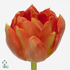 Тюльпан-Tulip-Du Viking-35cm-34gr 747dc535-b1fd-11ee-0a80-0b92004bb6fb