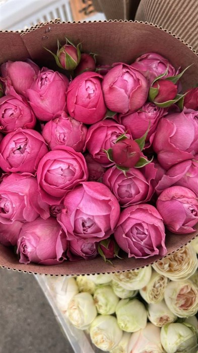 Роза куст. Silva Pink 60cm (Краснодар) 748acb09-d710-11ef-0a80-03bf002b4c9b