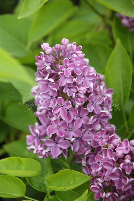 Сирень-Syringia-V Dark Koster-50cm 74a2d69b-bfa5-11ec-0a80-0b4c0007eeb7