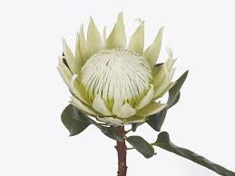 Протея-Protea-Cy Lei Momi-60cm 74d76b19-4831-11f0-0a80-07290027c21e