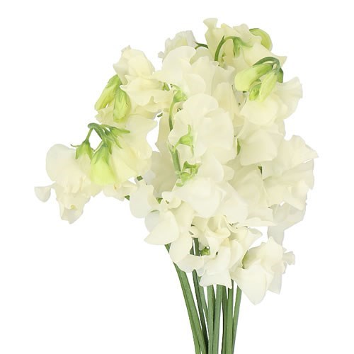 Латирус-Lathyrus-Parfum Cream-50cm 750a9347-4831-11f0-0a80-07290027c22a