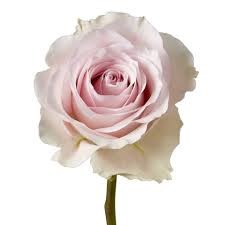 Роза-Rosa-Remembrance-60cm--Uu 750fdb78-bea1-11ef-0a80-107f0004cf46