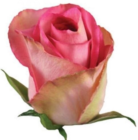 Роза-Rosa-Madam Pink-50cm-TU 7511ec60-0c19-11ed-0a80-026600328b24