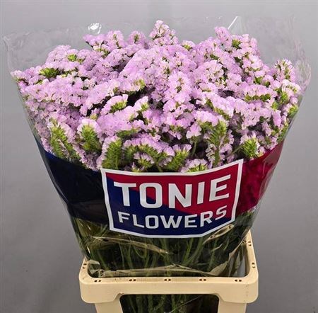 Лимониум-Limonium-S Sera Sun Birds-80cm-55gr 75198046-4831-11f0-0a80-07290027c230