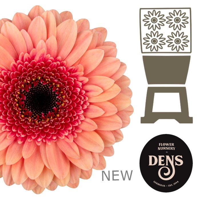 Гербера-Gerbera-Germini Tiptop Diamond-50cm 75472fa3-ab3e-11f0-0a80-0c07001465e3