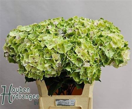 Гортензия-Hydrangea- M Mag Emeral Cl-80cm 758d3729-4831-11f0-0a80-07290027c24e